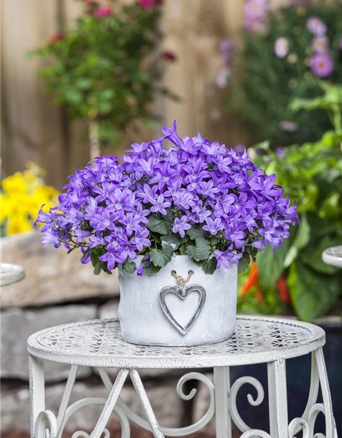 Campanula poscharskyana