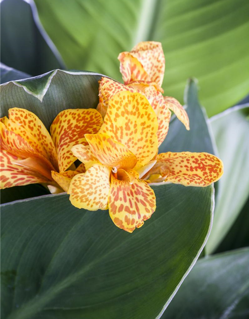 Canna indica