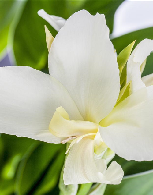 Canna indica