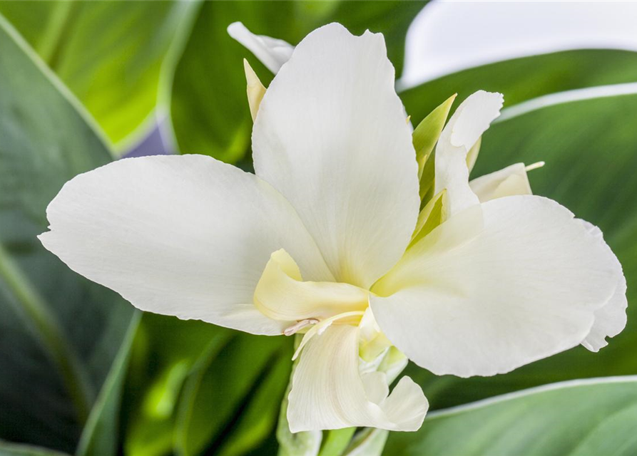 Canna indica