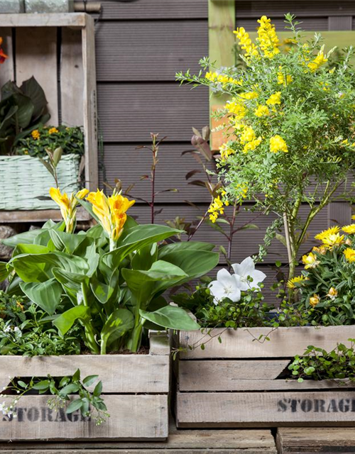 Canna indica