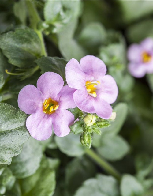 Bacopa/Sutera cordata Trio