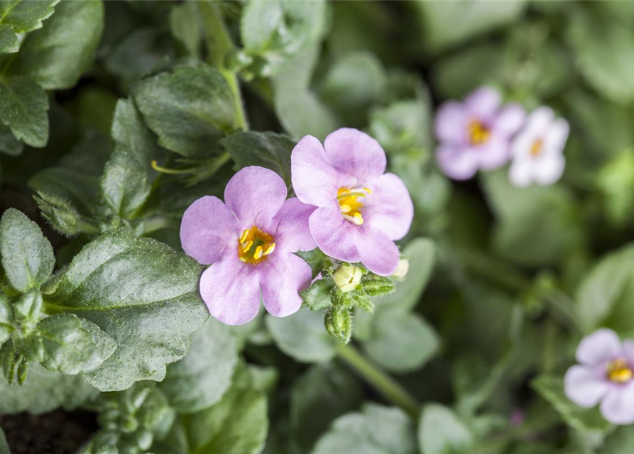 Bacopa/Sutera cordata Trio