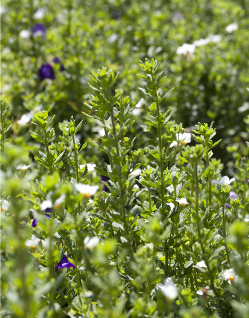 Bacopa/Sutera cordata Trio