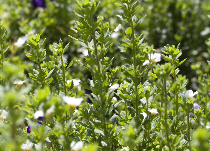 Bacopa/Sutera cordata Trio