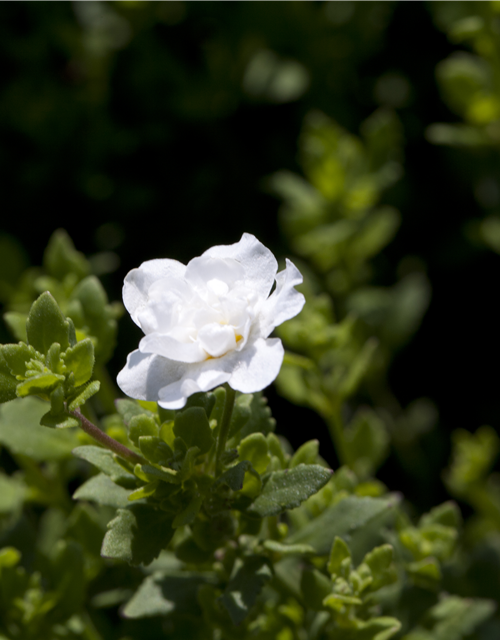 Bacopa/Sutera cordata Trio