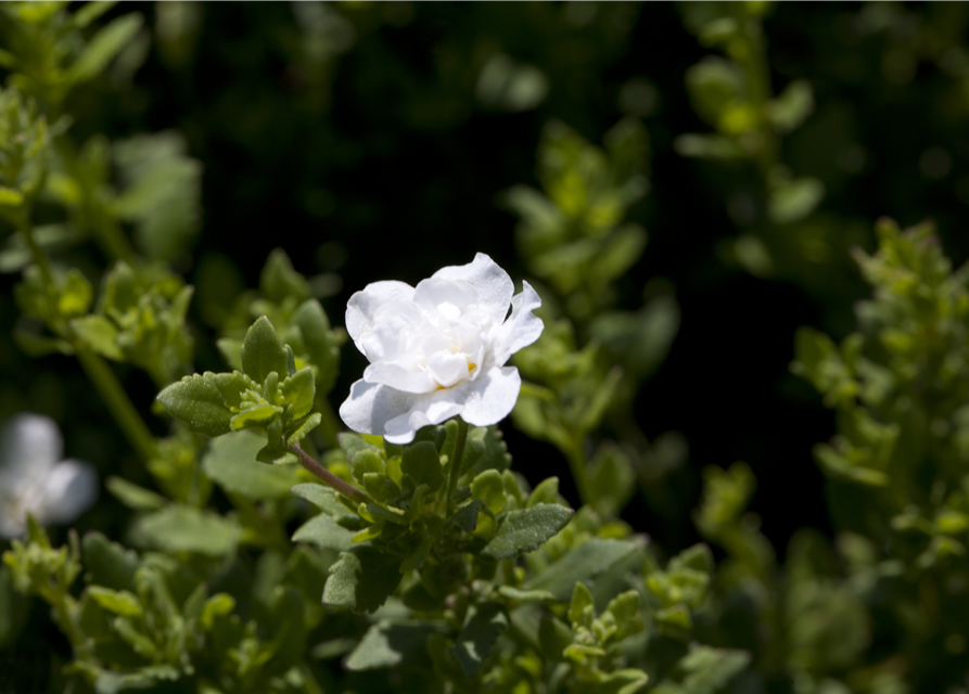 Bacopa/Sutera cordata Trio