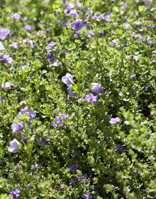 Bacopa/Sutera cordata Trio