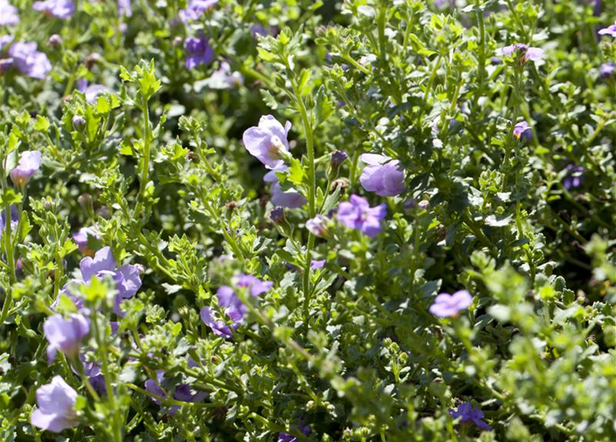 Bacopa/Sutera cordata Trio