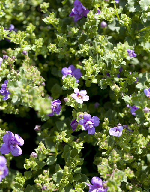 Bacopa/Sutera cordata Trio