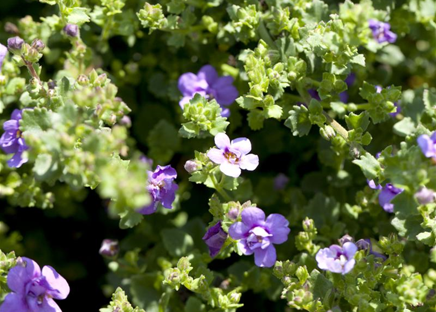 Bacopa/Sutera cordata Trio