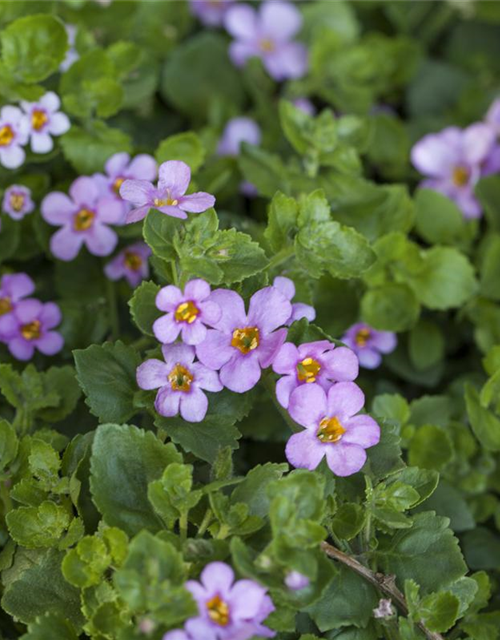 Bacopa/Sutera cordata Trio