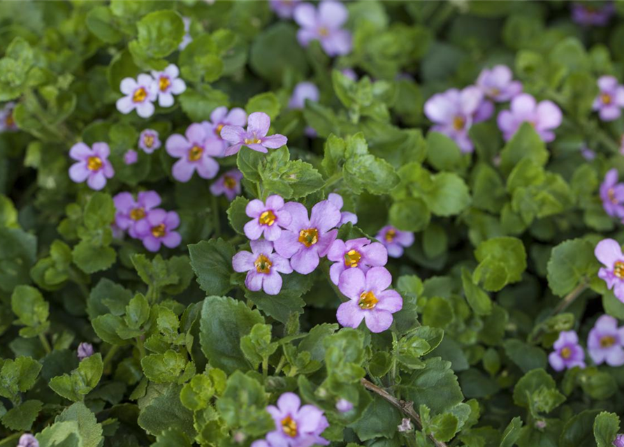 Bacopa/Sutera cordata Trio