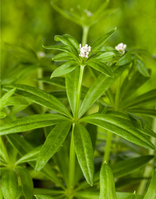 Galium odoratum