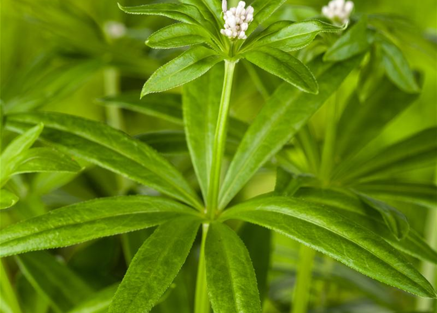 Galium odoratum