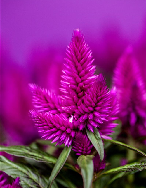 Celosia argentea Caracas