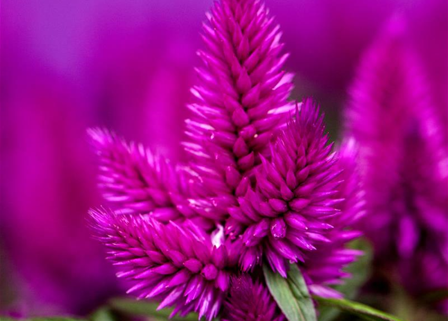 Celosia argentea Caracas