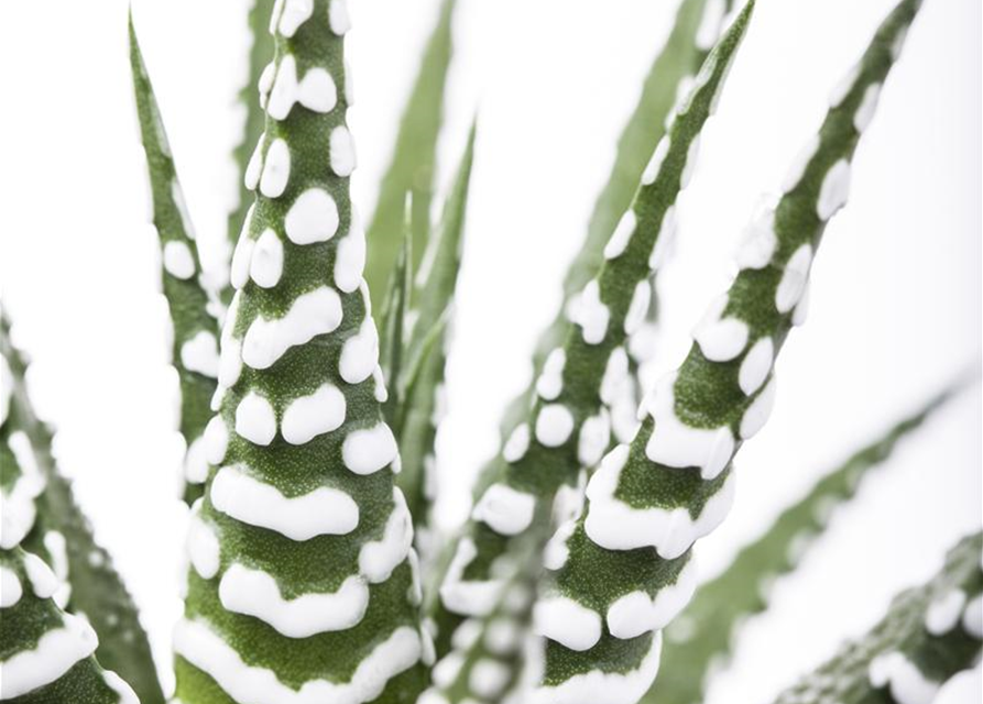 Haworthia fasciata