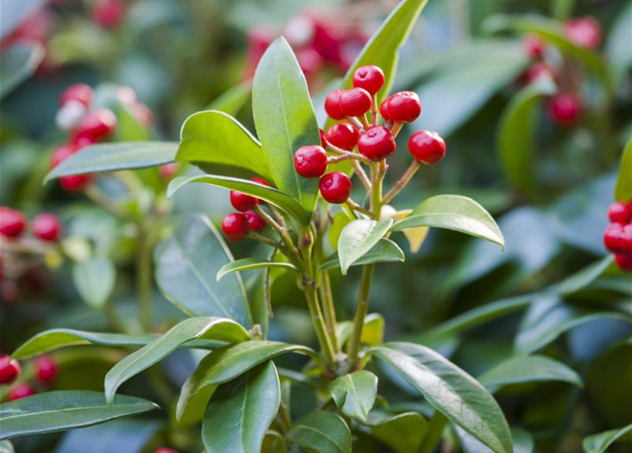 Skimmia japonica