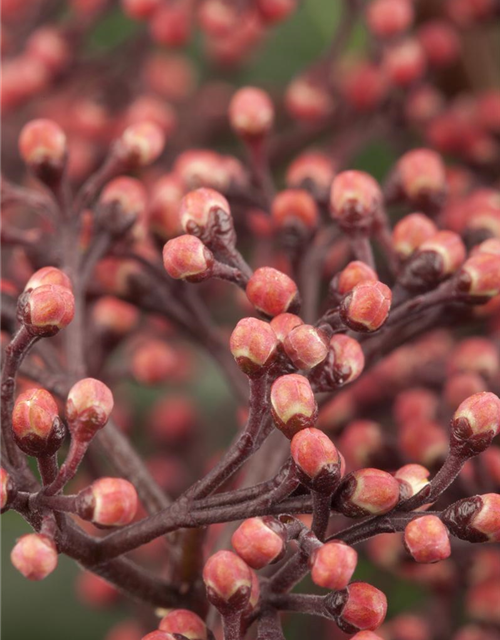 Skimmia japonica