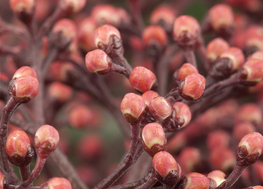 Skimmia japonica