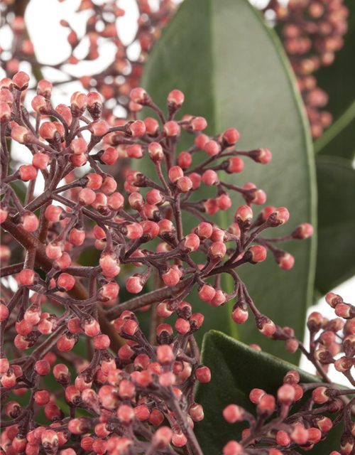 Skimmia japonica