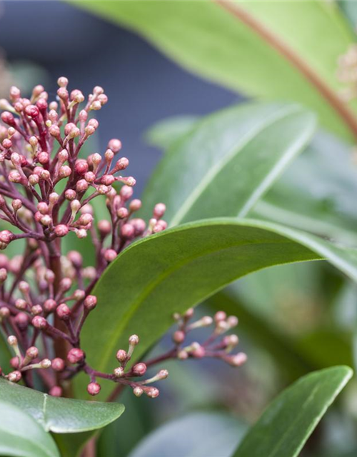 Skimmia japonica