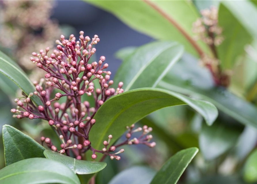 Skimmia japonica