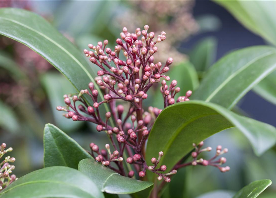 Skimmia japonica