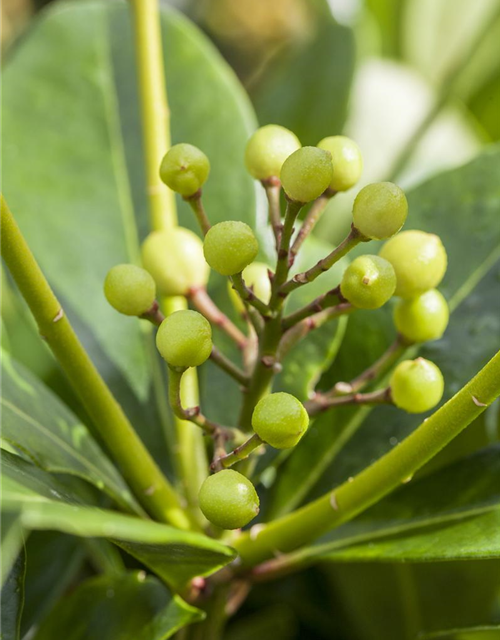 Skimmia japonica