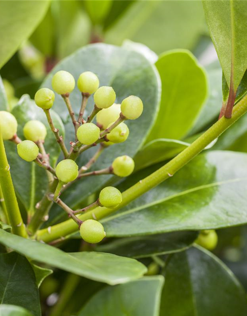 Skimmia japonica