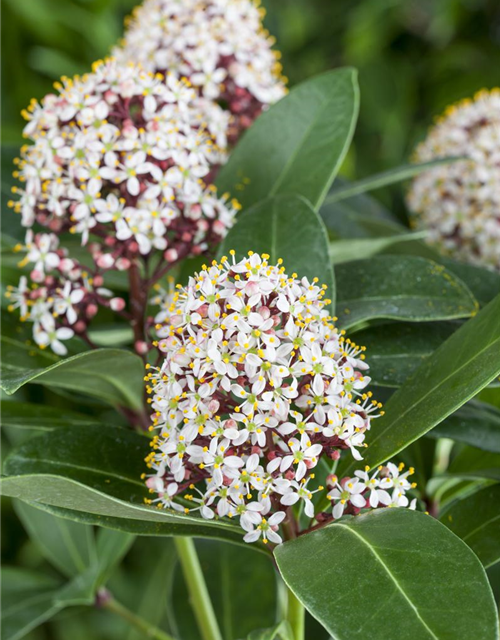 Skimmia japonica