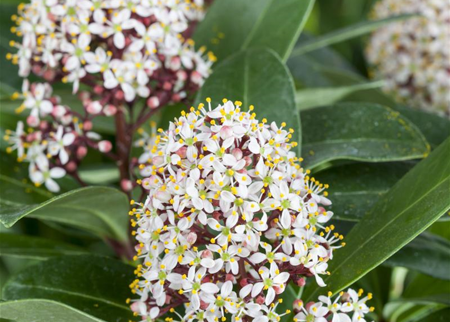 Skimmia japonica