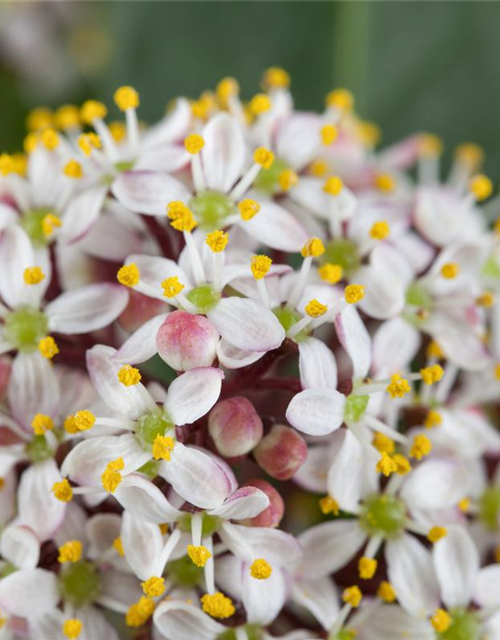 Skimmia japonica