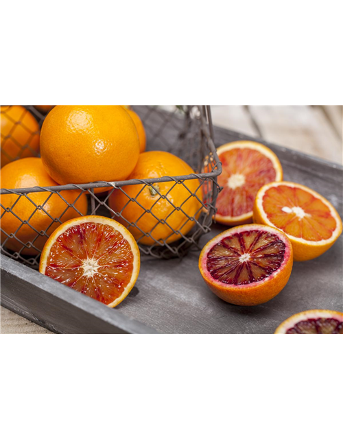 Citrus sinensis Vaniglia Sanguigno Stamm