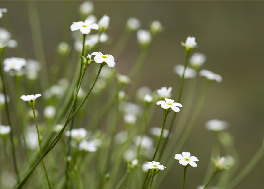 Androsace septentrionalis Subaru