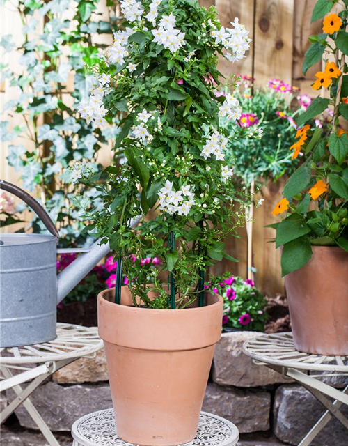 Solanum jasminoides Pyramide