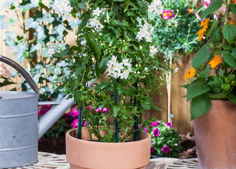 Solanum jasminoides Pyramide