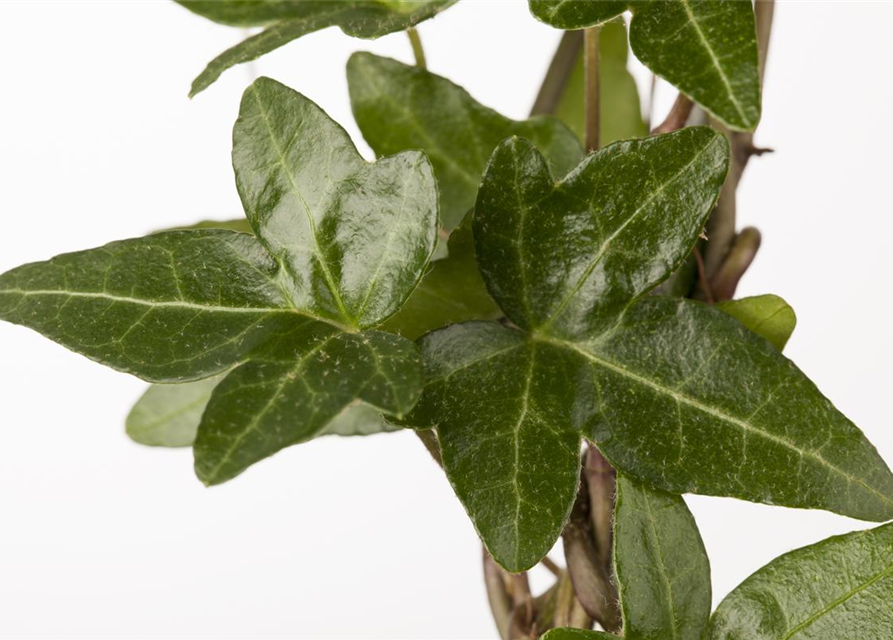 Hedera helix