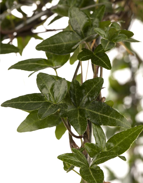 Hedera helix