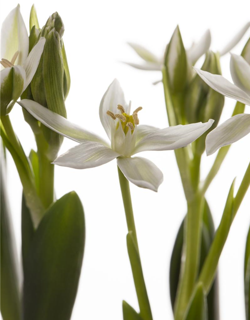 Ornithogalum balansae