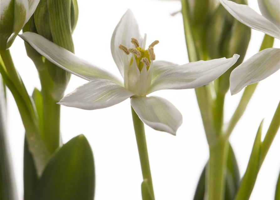 Ornithogalum balansae