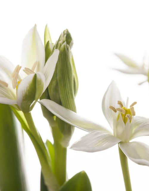 Ornithogalum balansae