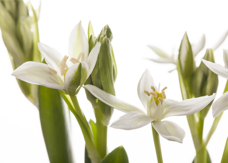 Ornithogalum balansae