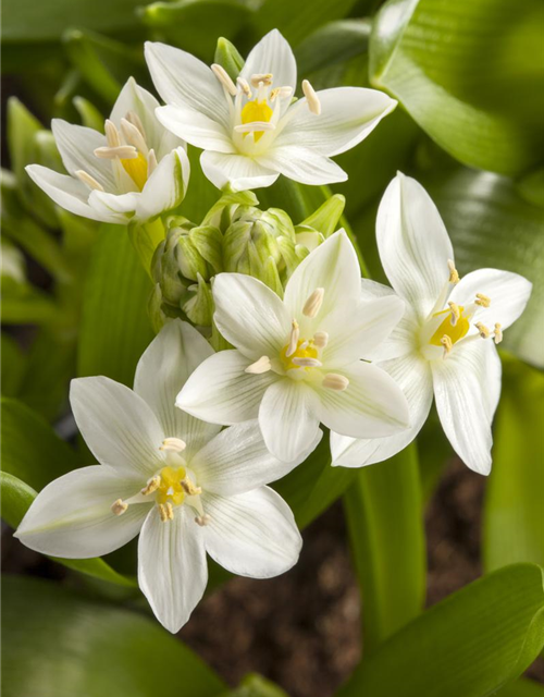 Ornithogalum balansae