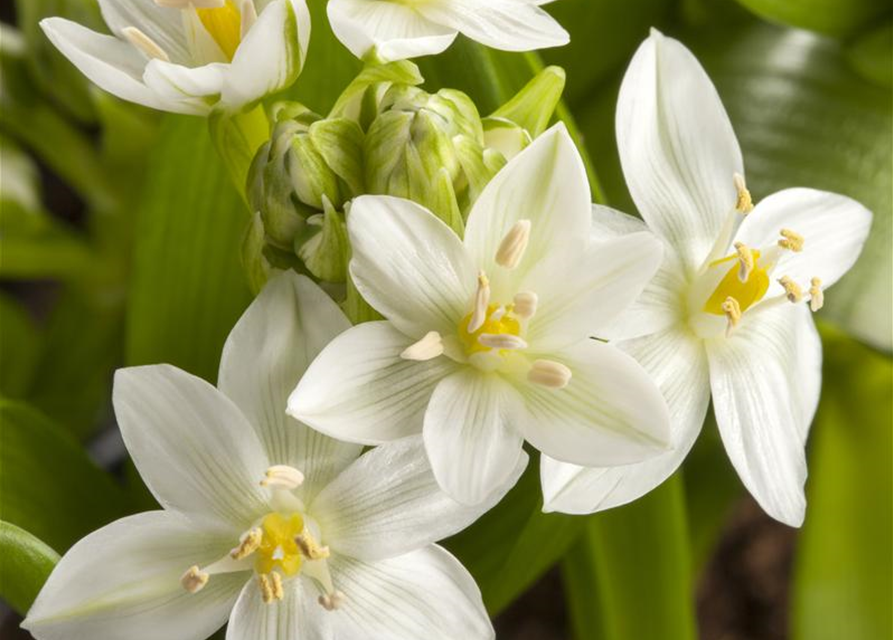 Ornithogalum balansae