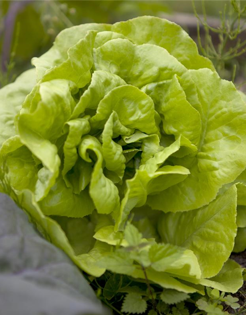 Lactuca sativa var. capitata