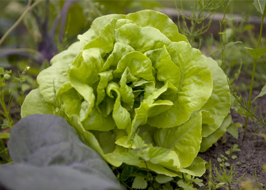 Lactuca sativa var. capitata