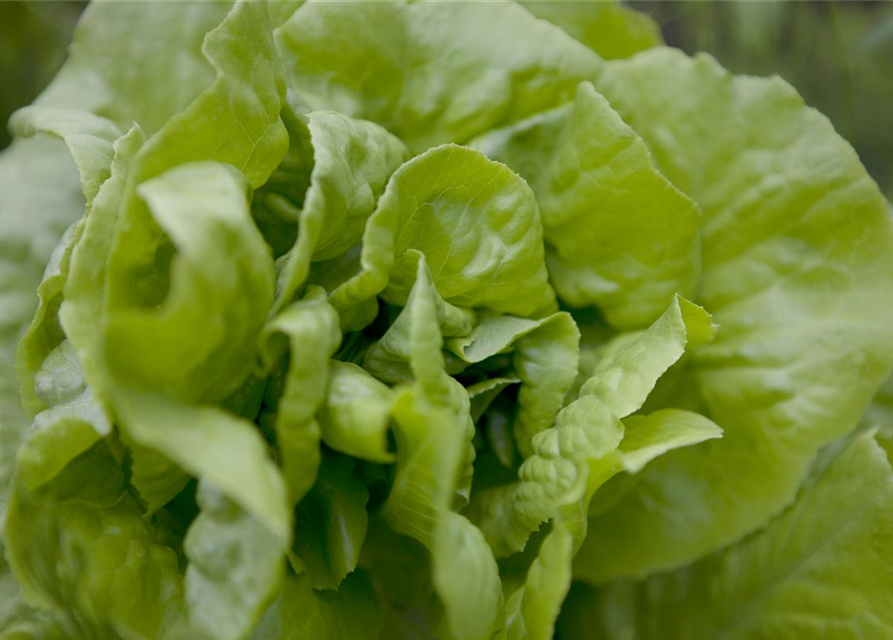 Lactuca sativa var. capitata