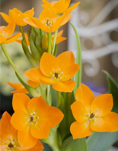 Ornithogalum Busch